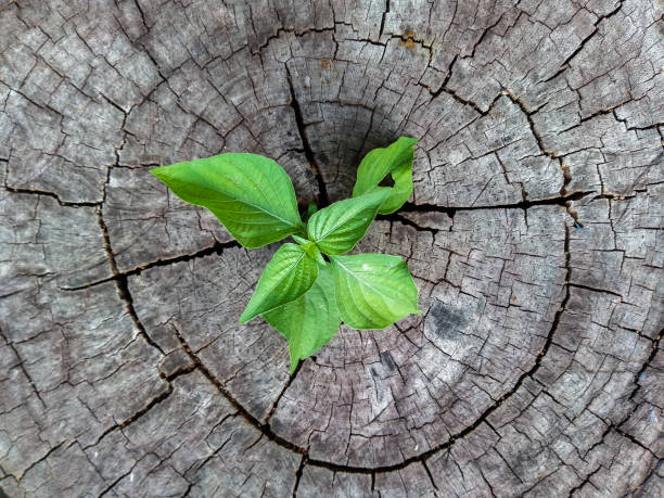 istock Plant seedling growing in tree stump 1190747702