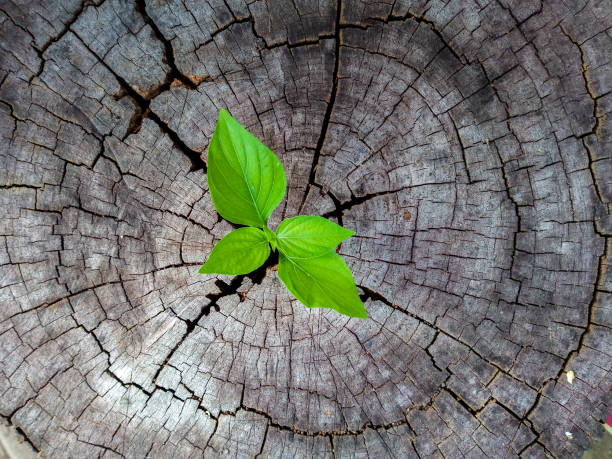 istock Plant seedling growing in tree stump 1190747709