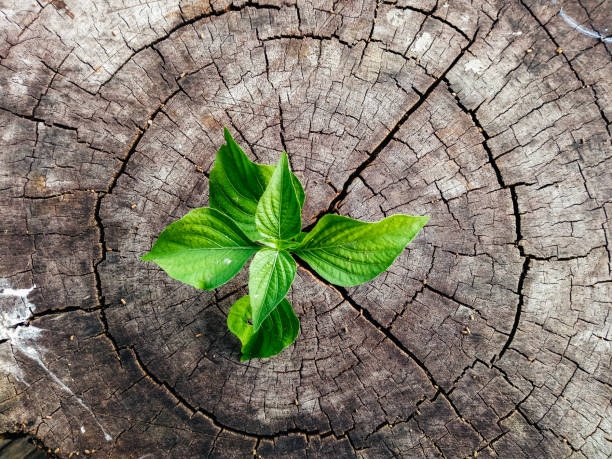 istock Plant seedling growing in tree stump 1190747716