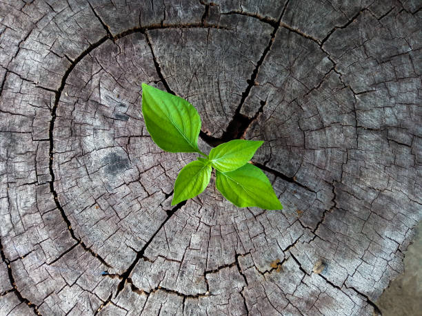 istock Plant seedling growing in tree stump 1190747717