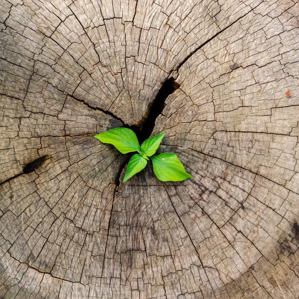 istock Plant seedling growing in tree stump 1190747718