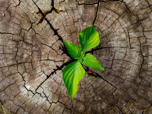 istock Plant seedling growing in tree stump 1190747719