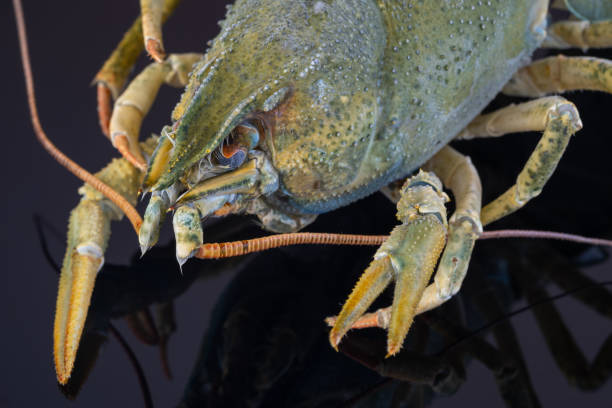 istock Green crayfish with ice. On a black plate. 1190749031
