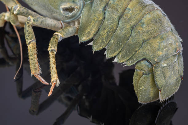 istock Green crayfish with ice. On a black plate. 1190749042