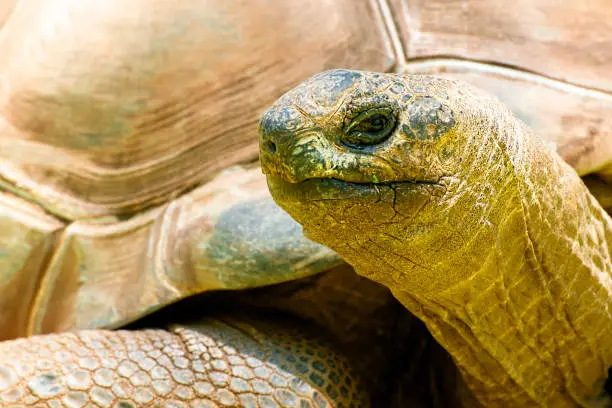 Closeup of a Aldabra Giant Tortoise eating