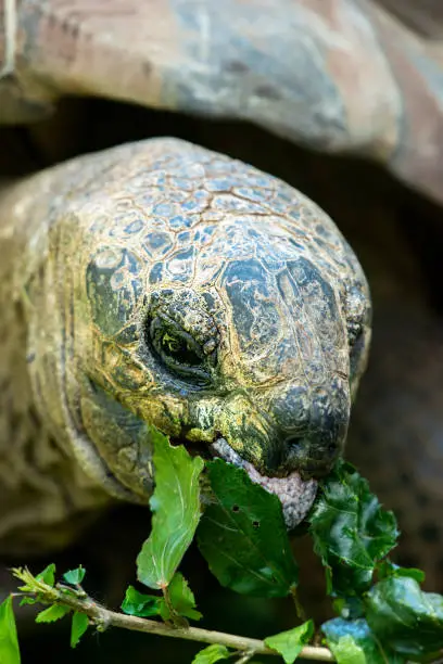 Closeup of a Aldabra Giant Tortoise eating