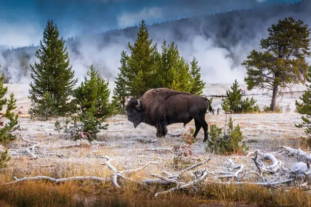 Photo of Bison inside area of Old Faithful geyser in morning.