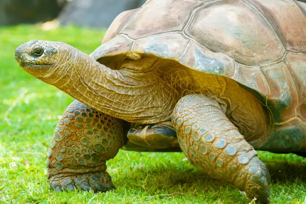 Closeup of a Aldabra Giant Tortoise walking