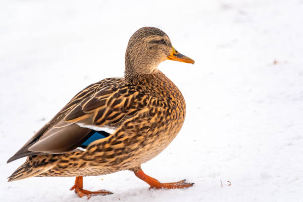 istock Female duck walks in the snow 1190755154