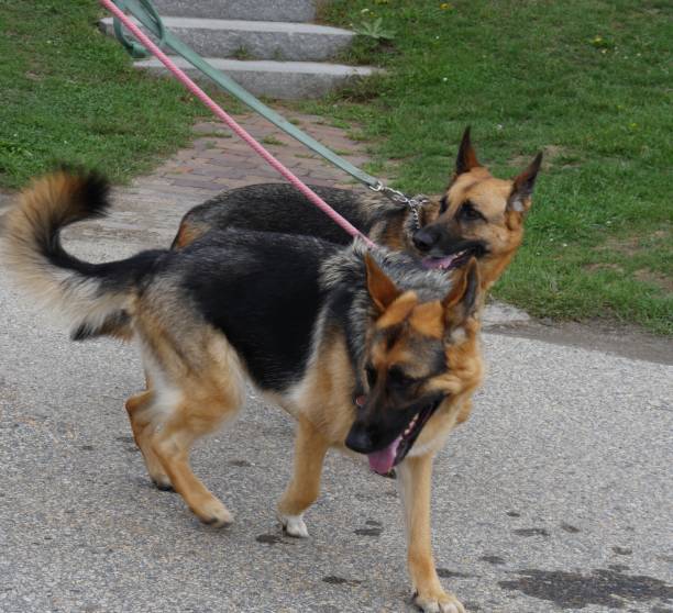 istock Two dogs walking on a concrete path on leashes 1190755387