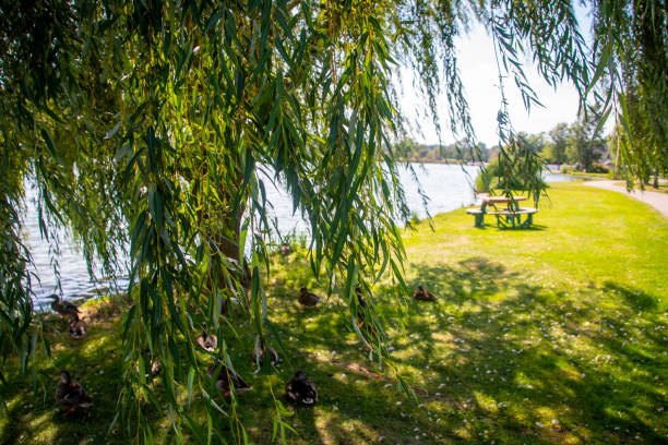 istock A willow tree blowing in the wind next to Springfield Lake 1190757045
