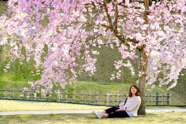 femme s'asseyant sur l'herbe verte sous le bel arbre de fleurs de cerisier de sakura fleurissant complètement dans la couleur rose dans le stationnement. elle lève les yeux en voyant l'arbre et le sourire, le bonheur concept de voyage. - cherry blossom flower head spring flower photos et images de collection