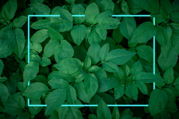 istock Turquoise neon light lines In the dark green leaves 1190761626