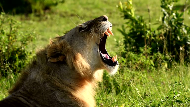 A young male lion resting in Masai Mara