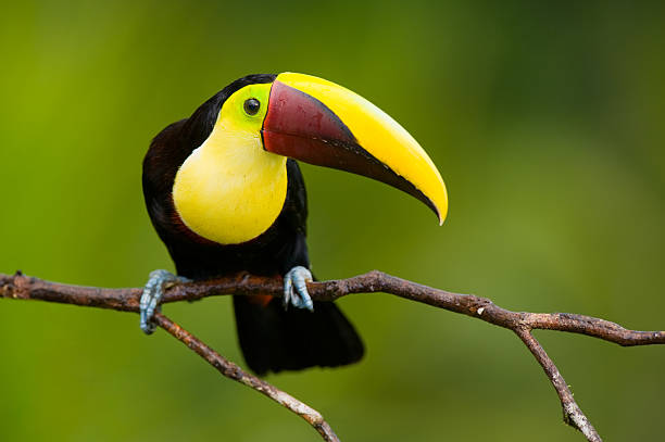 istock Chestnut-mandibled Toucan 119076669