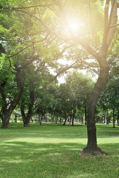 istock Tree with green grass in morning light at public park, close up tree in day light 1190767653