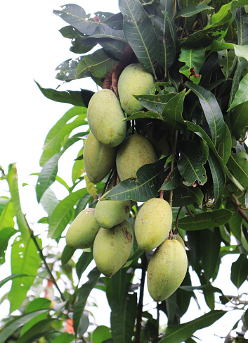 Mango De Racimo Fruta De Mango En El Árbol De Mango Hermoso Racimo De Mango Verde Foto ...