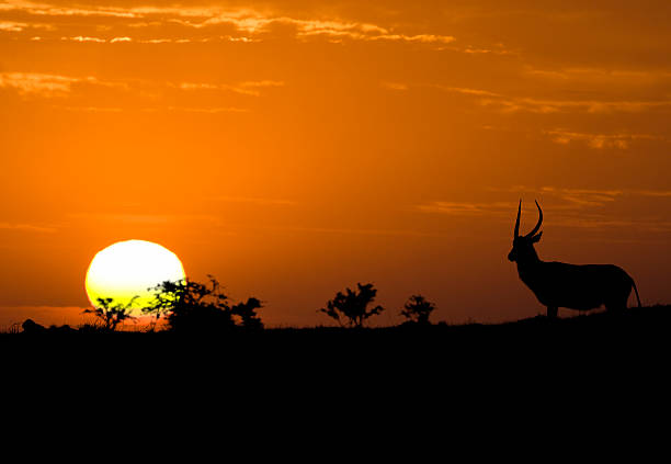istock Idyllic african widlife silhouette 119076900
