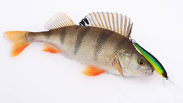 istock Perch with spinning lure in mouth 119077194
