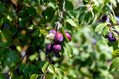 Plums on a branch in the garden