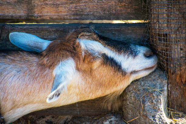 Close up portrait of sleeping goat. Relaxed goat uses stone as a comfortable pillow for the head. Wooden fence background.