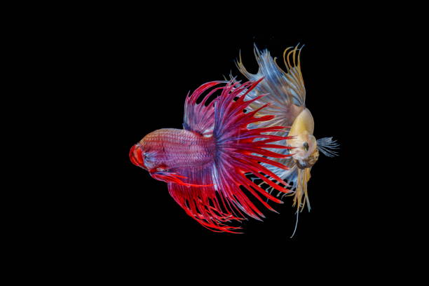 Siamese fighting fish, Beautiful style of betta splendens, isolated on a black background. Siamese fighting fish, Beautiful style of betta splendens, isolated on a black background. white halfmoon betta splendens fish stock pictures, royalty-free photos & images