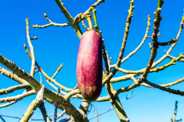 Pear shaped capsule, ovoid fruit pod, of floss silk tree. No leaves on Ceiba speciosa tree trunks.