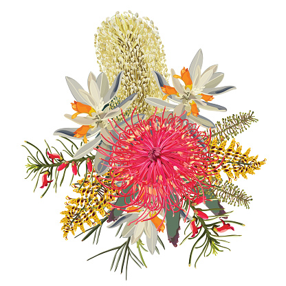 Mixed flowering bouquet of Australian Native exotic wildflowers vector illustration on a white background
