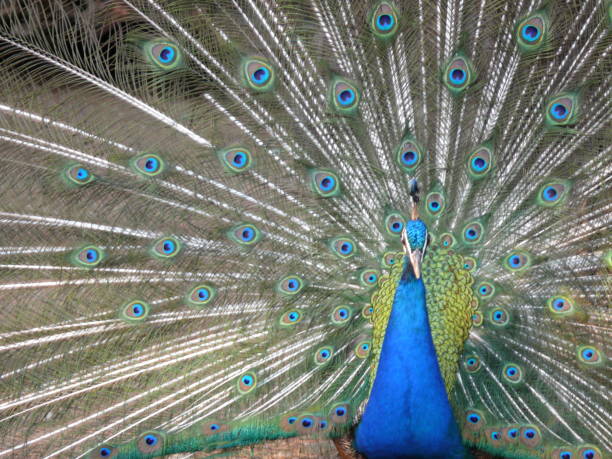 istock Beautiful blue peacock with green and blue colored feathers. 1190774411