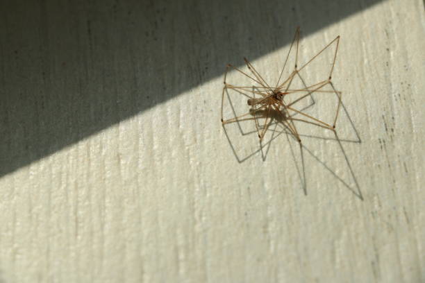 istock Spider on a white floor. Paws and shadows of the sun. 1190774469