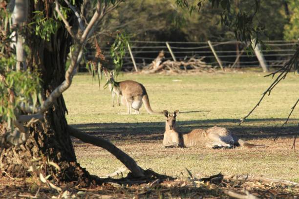 istock Male kangaroo lies in centre focus in a paddock 1190775087
