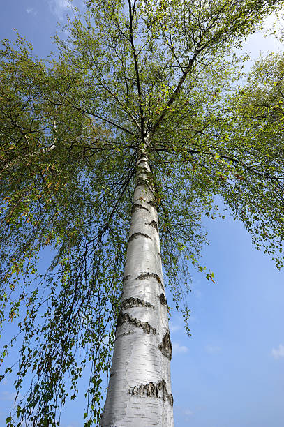 istock Birch with fresh new leaves 119077542