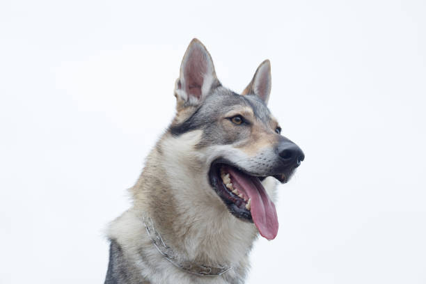 istock Czechoslovak wolfdog isolated on white background. Pet animals. 1190776051