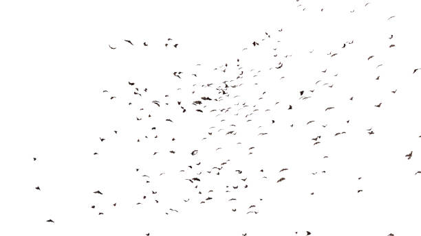 istock large group of flying foxes, mega bats isolated on white background 1190776321