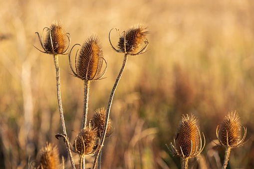 Close up of group of dried teasel plants