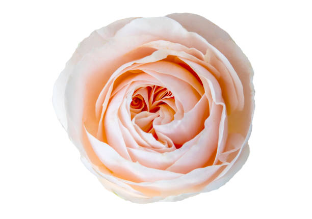 istock beautiful delicate pink rose on white background 1190776482