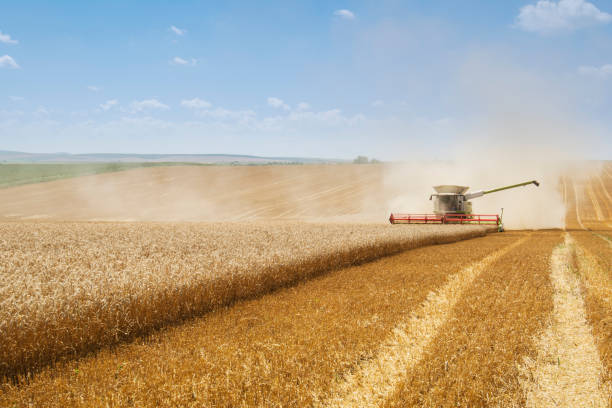 istock Combine harvesting on field 1190777577