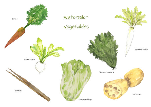 акварееные овощи - crown daisy stock illustrations