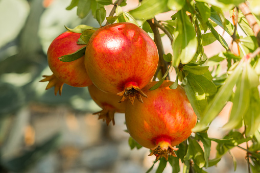 Ripe red pomegranate on a branch in natural conditions. Tropical fruits. Close-up