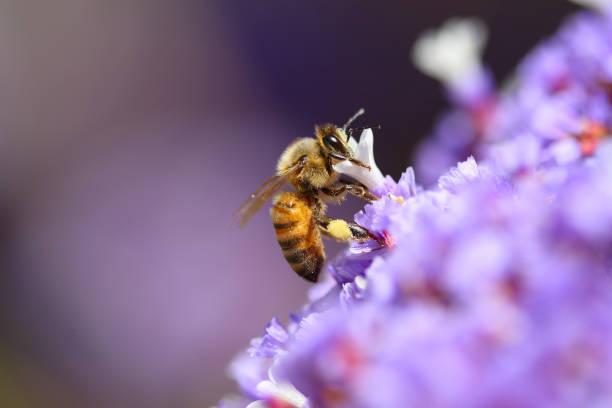 istock Bee pollinating purple flower 119077881