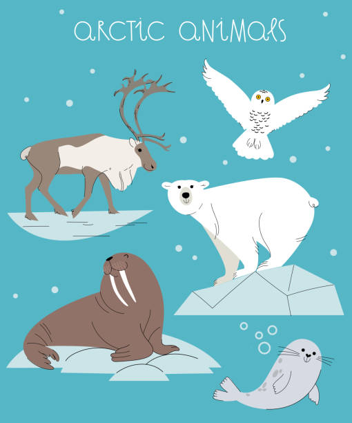 ilustraciones, imágenes clip art, dibujos animados e iconos de stock de animales árticos. bonita ilustración de dibujos animados de oso polar, morsa, renos, foca y búho nevado. - symbol sea animal owl