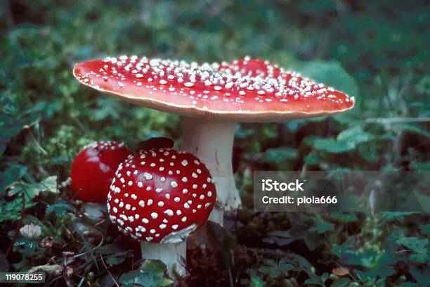 포이즌 머시룸 Amanita Muscaria 광대버섯에 대한 스톡 사진 및 기타 이미지 - 광대버섯, 0명, 균류