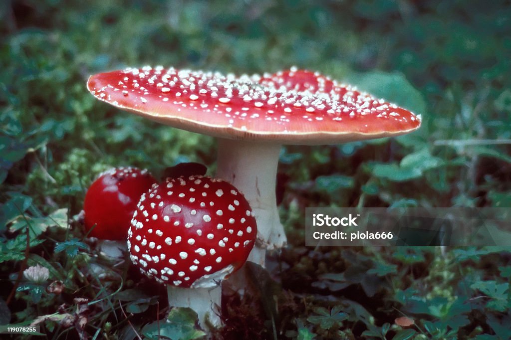 Cogumelo amanita muscaria venenosa - Foto de stock de Agárico - Amanita royalty-free