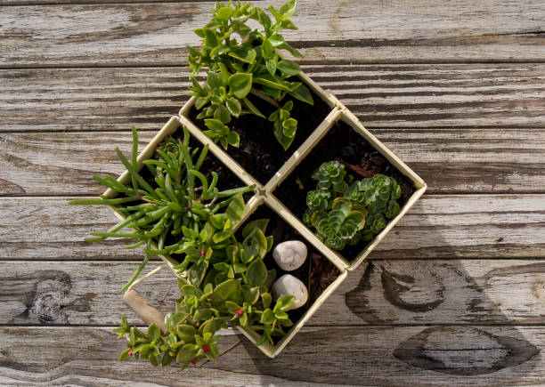 small green plants on the wooden table