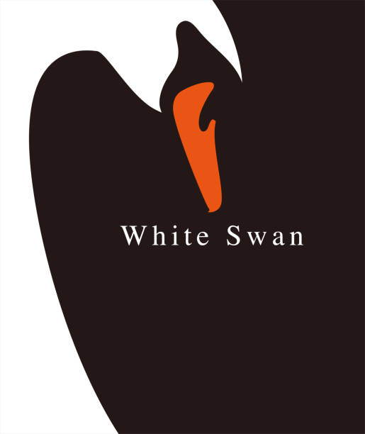 ilustrações, clipart, desenhos animados e ícones de brochura branca da tampa do folheto da tampa do poster da cisne, ilustração do vetor - cisne