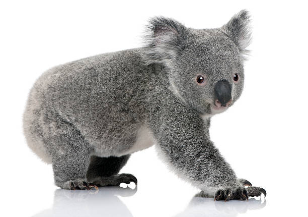 profil młody koala, stać i patrzeć do kamery - koala zdjęcia i obrazy z banku zdjęć