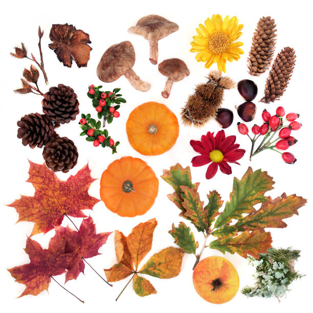 Nature composition of  Autumn for botanical study with food, flora & fauna on white background.  Harvest festival theme. Flay lay, top view.