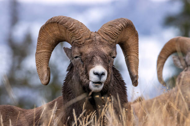 istock Wildlife of Canada 1190795385