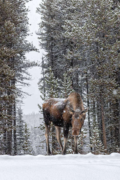 wildlife of canada - canada moose winter snow imagens e fotografias de stock