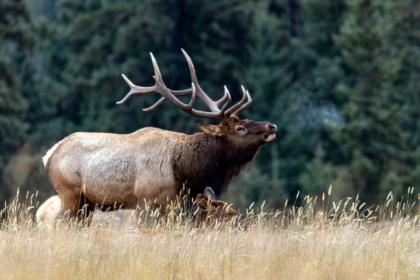 istock Wildlife of Canada 1190795473